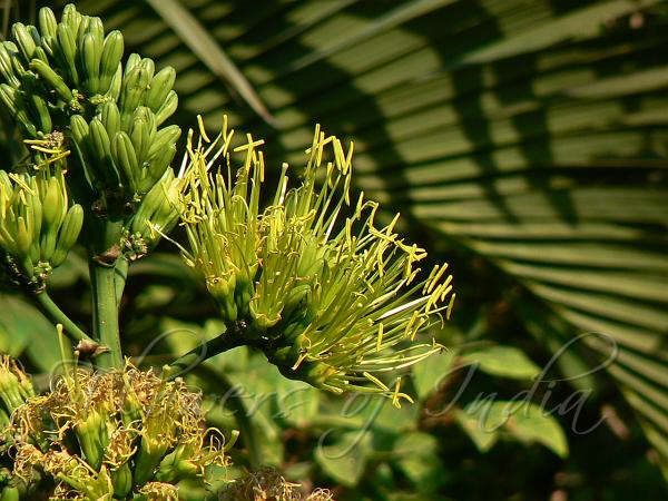 Sisal Agave